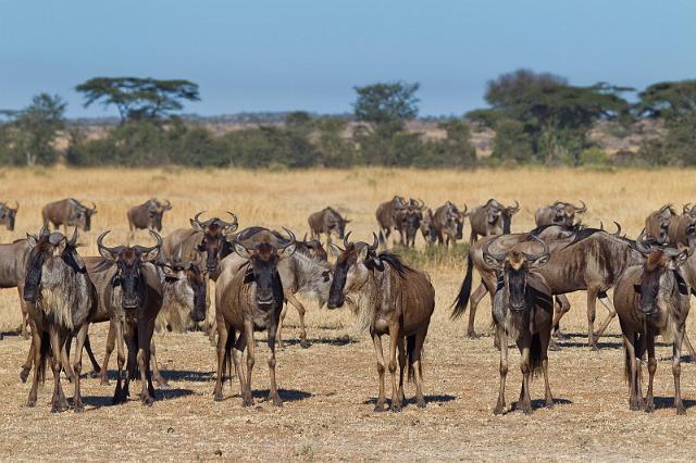 079 Tanzania, N-Serengeti, gnoes.jpg